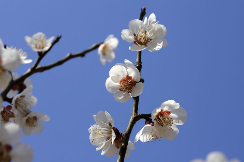 青空に咲く白い梅の花