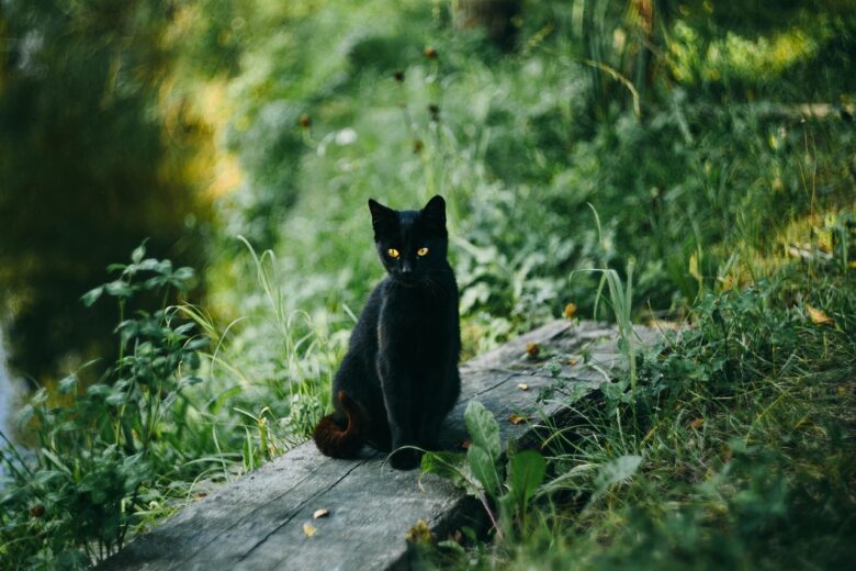 緑の庭にたたずむ黒猫