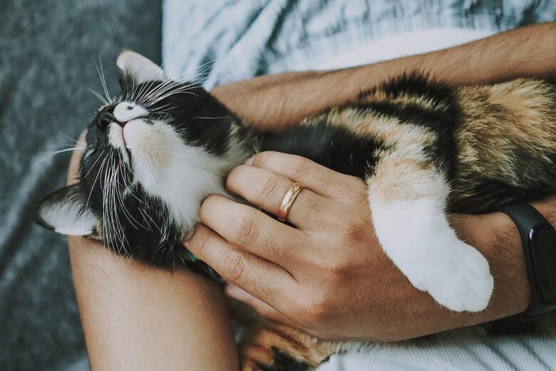 腕の中でくつろぐ三毛猫