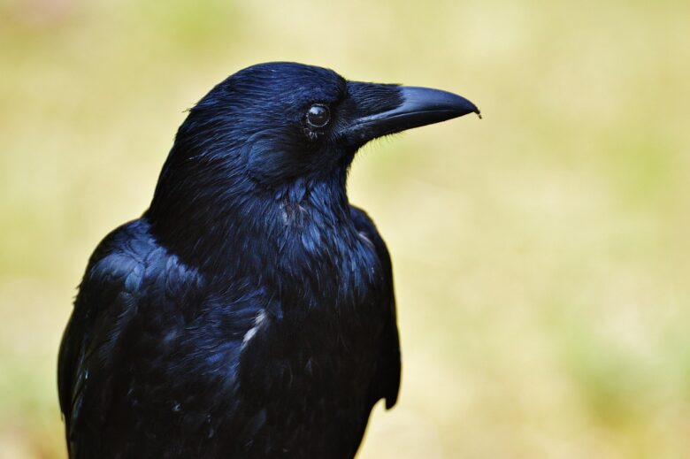 こちらを見つめるカラスの横顔
