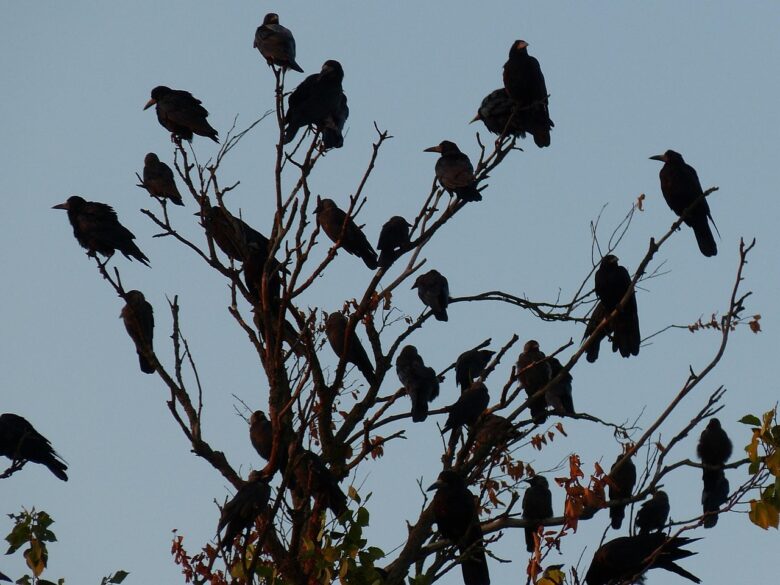 枯れ木に群がるカラスの群れ
