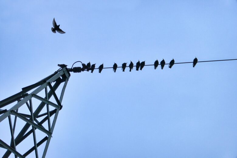 電線に並んでとまるカラスたち