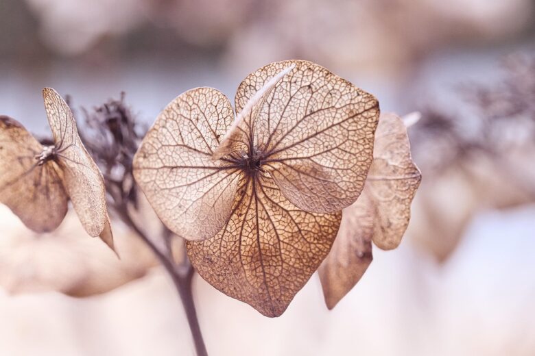 透けるように枯れた紫陽花の花