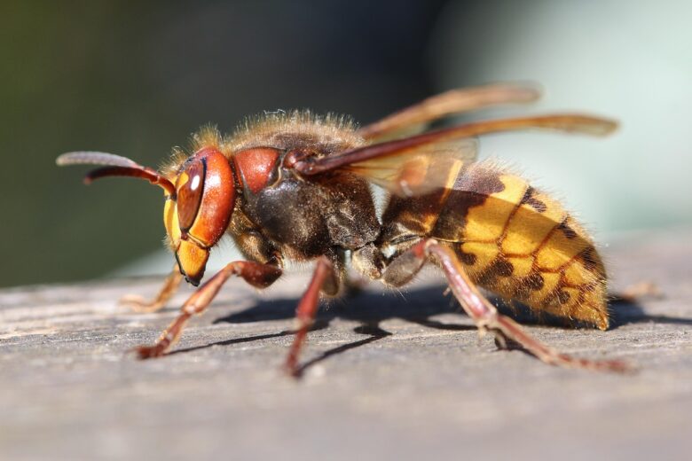 木の上で羽を休めるスズメバチ