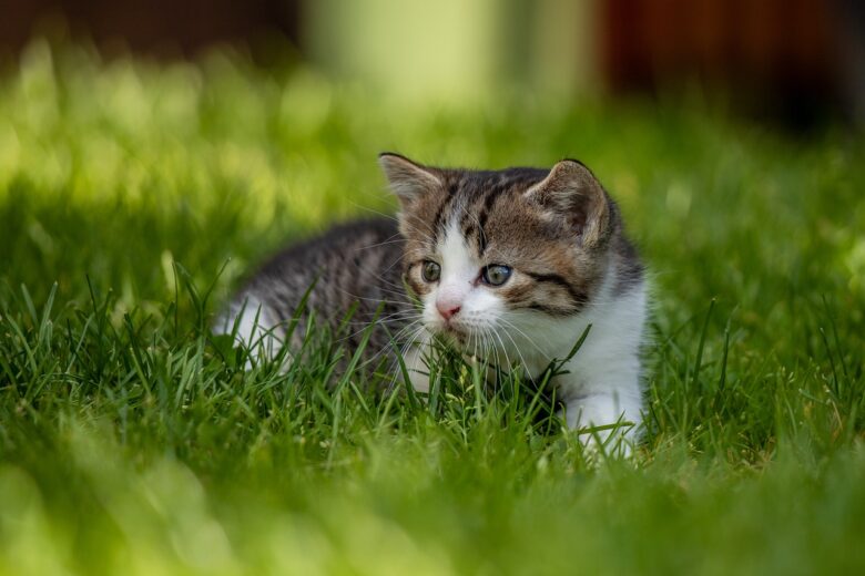 芝生の中からこちらを見る子猫