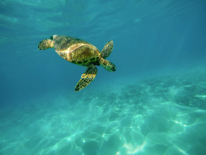 透き通った海を泳ぐウミガメ