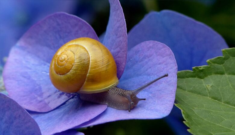 青い紫陽花の花びらにのるカタツムリ