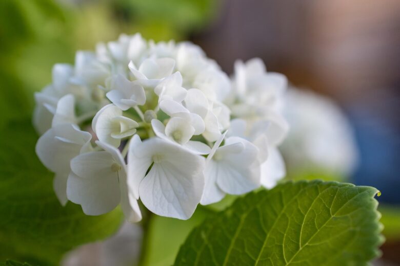 葉の上に咲く白い紫陽花